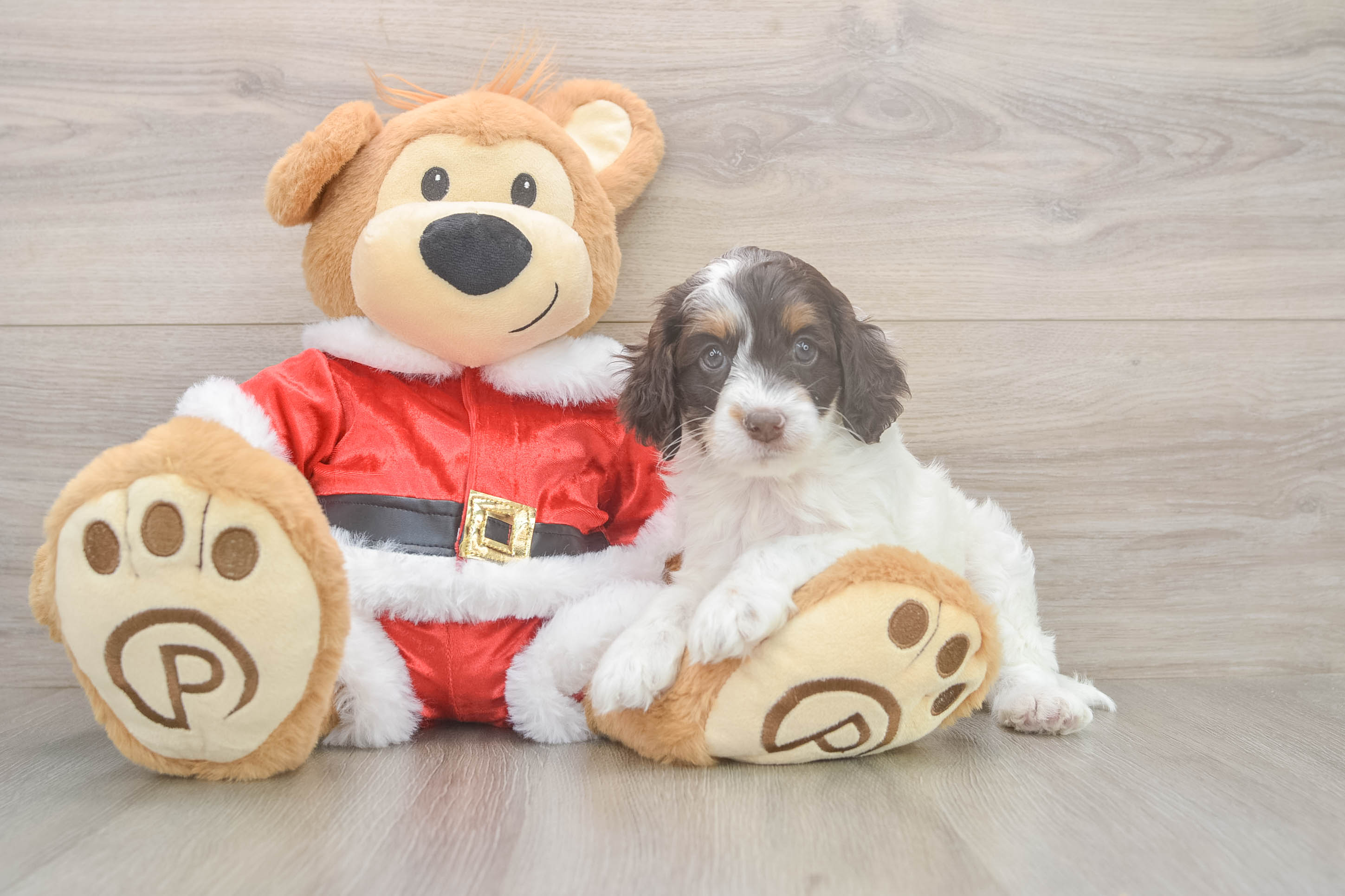 Cockapoo Pup Being Cute