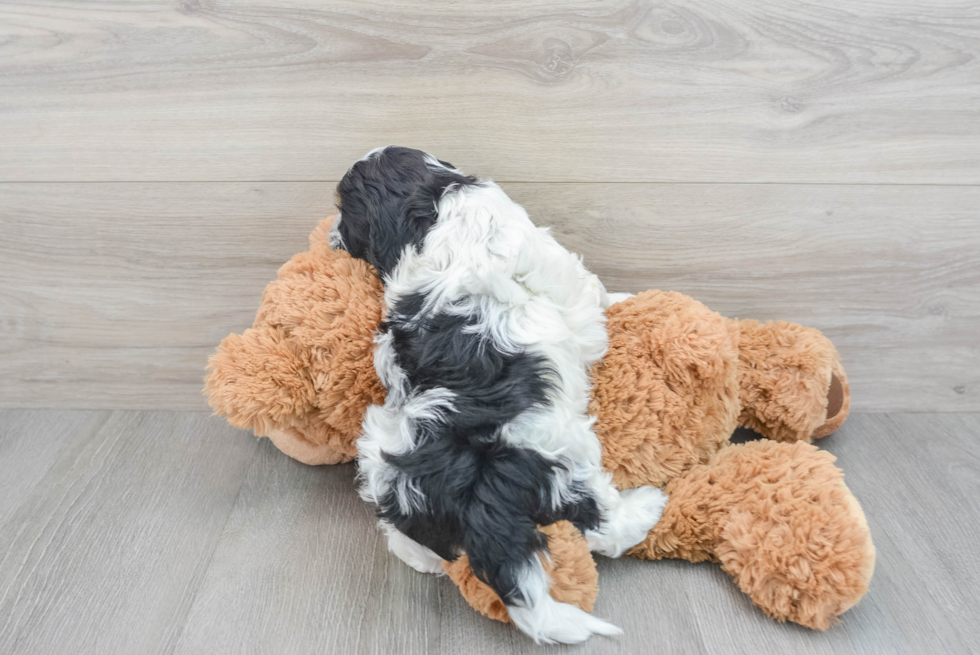 Cockapoo Pup Being Cute