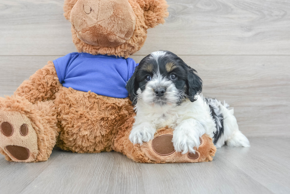 Adorable Cockerpoo Poodle Mix Puppy