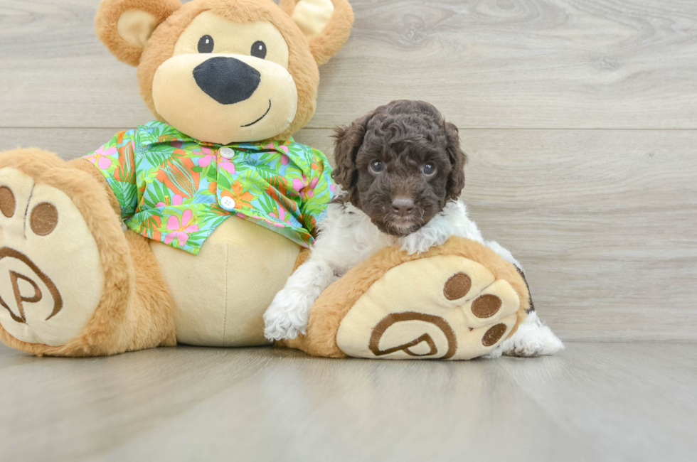 5 week old Cockapoo Puppy For Sale - Puppy Love PR