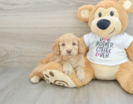 7 week old Cockapoo Puppy For Sale - Puppy Love PR