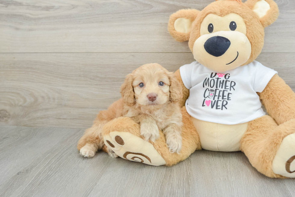 Popular Cockapoo Poodle Mix Pup