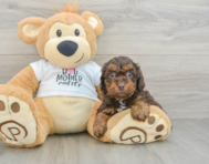 7 week old Cockapoo Puppy For Sale - Puppy Love PR