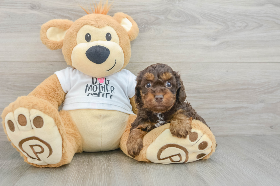 6 week old Cockapoo Puppy For Sale - Puppy Love PR