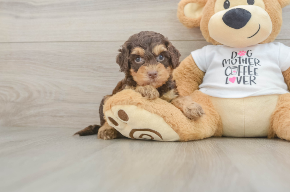5 week old Cockapoo Puppy For Sale - Puppy Love PR