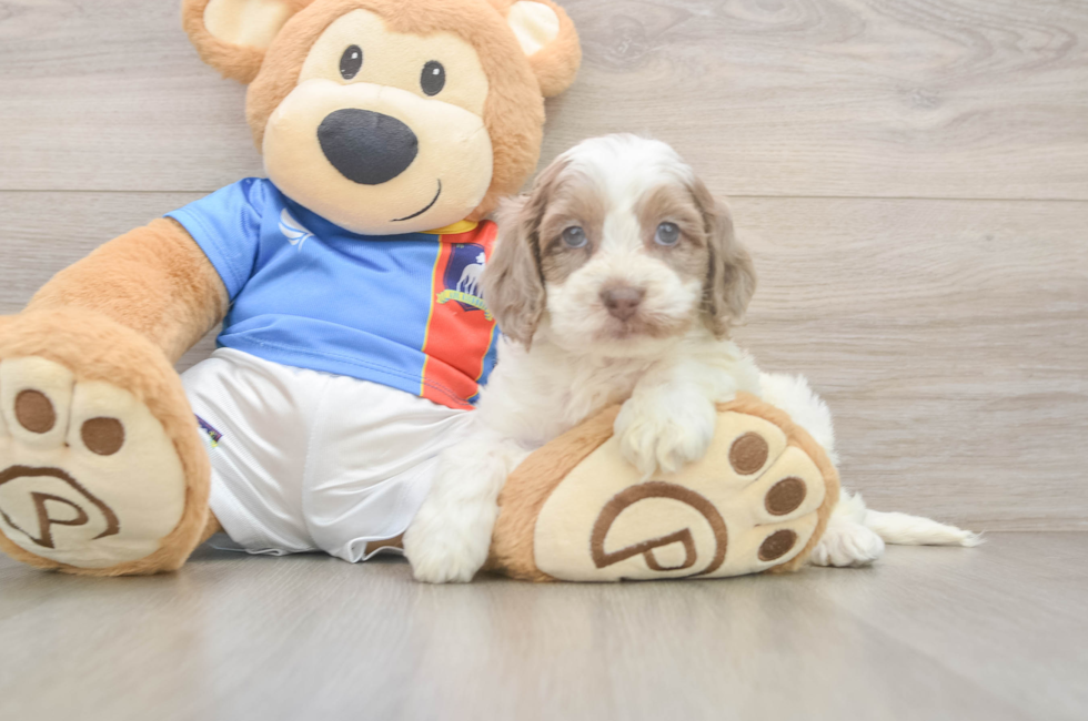 5 week old Cockapoo Puppy For Sale - Puppy Love PR