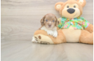 Cockapoo Pup Being Cute