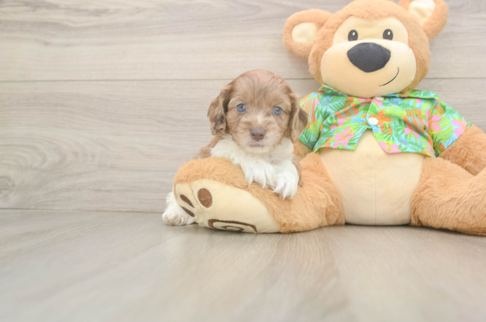 5 week old Cockapoo Puppy For Sale - Puppy Love PR