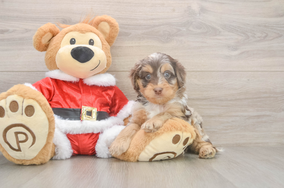 5 week old Cockapoo Puppy For Sale - Puppy Love PR