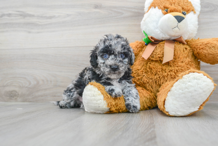 Best Cockapoo Baby