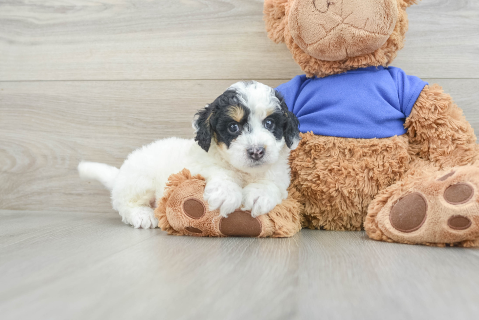 Cockapoo Pup Being Cute