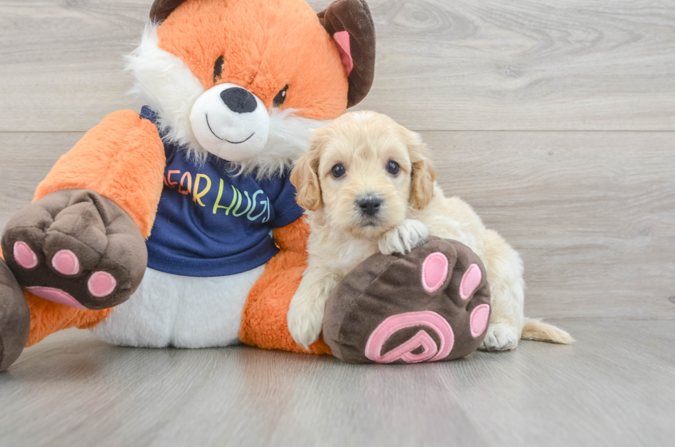 5 week old Cockapoo Puppy For Sale - Puppy Love PR