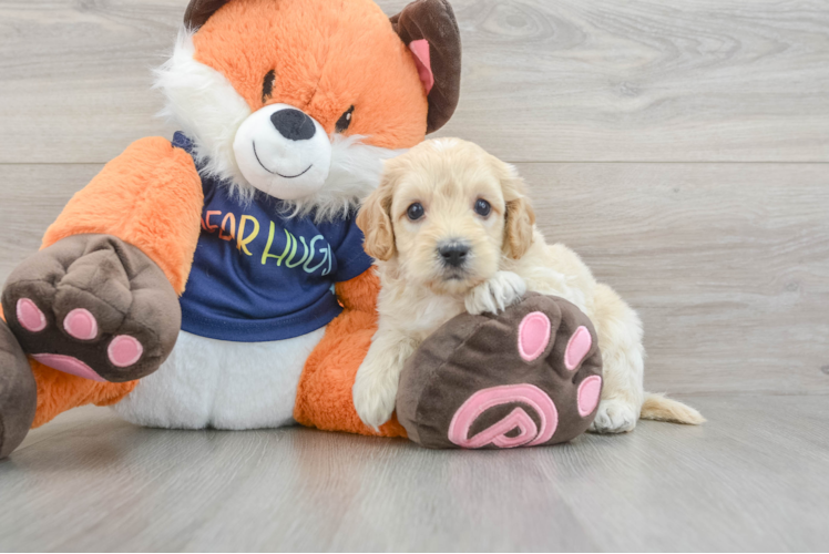 Meet Gary - our Cockapoo Puppy Photo 1/3 - Puppy Love PR Adorable Cocker Doodle Poodle Mix Puppy