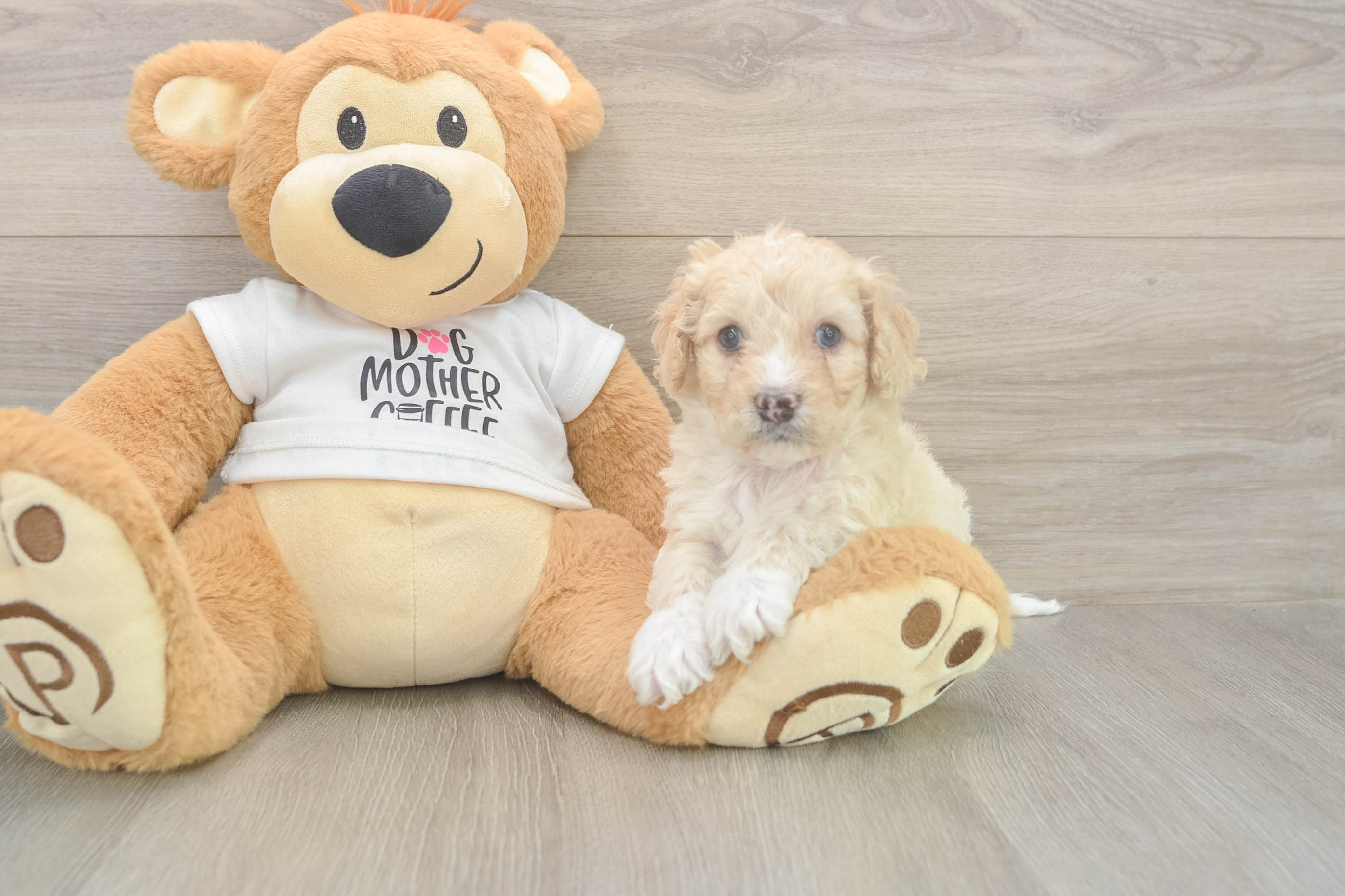 Cockapoo Pup Being Cute