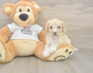 5 week old Cockapoo Puppy For Sale - Puppy Love PR