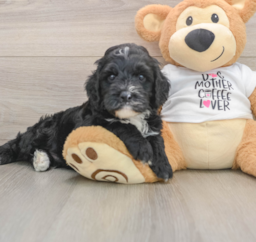 5 week old Cockapoo Puppy For Sale - Puppy Love PR