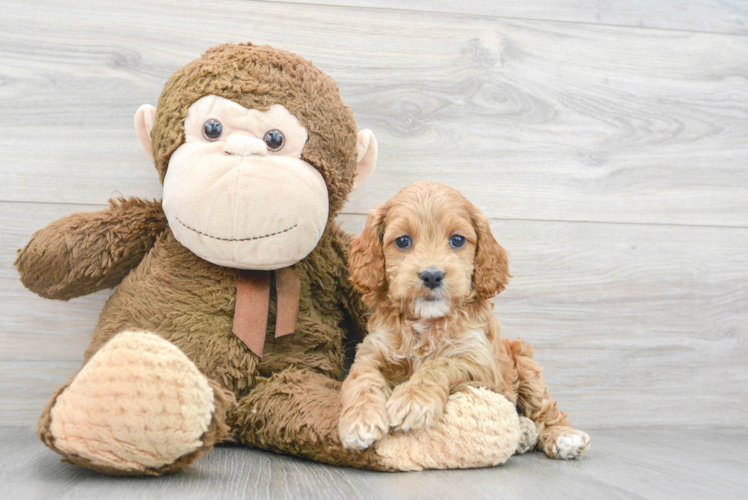 Meet Gaza - our Cockapoo Puppy Photo 1/3 - Puppy Love PR Best Cockapoo Baby