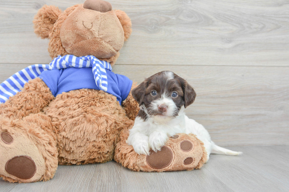 9 week old Cockapoo Puppy For Sale - Puppy Love PR