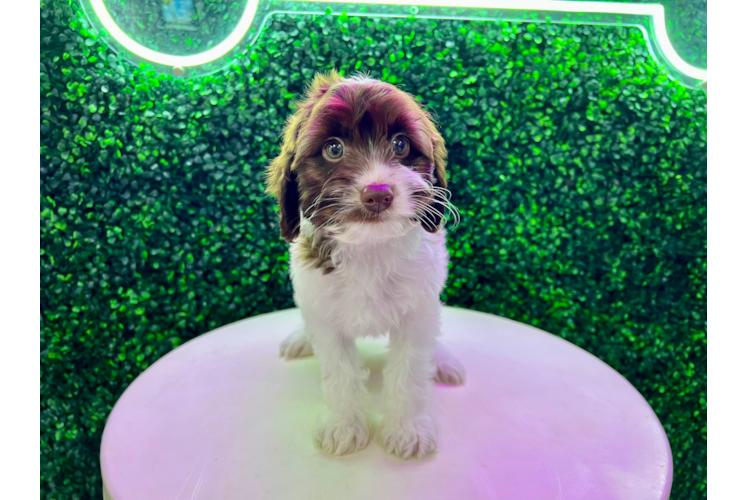 Cockapoo Puppy for Adoption
