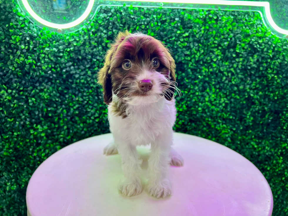 Cockapoo Puppy for Adoption