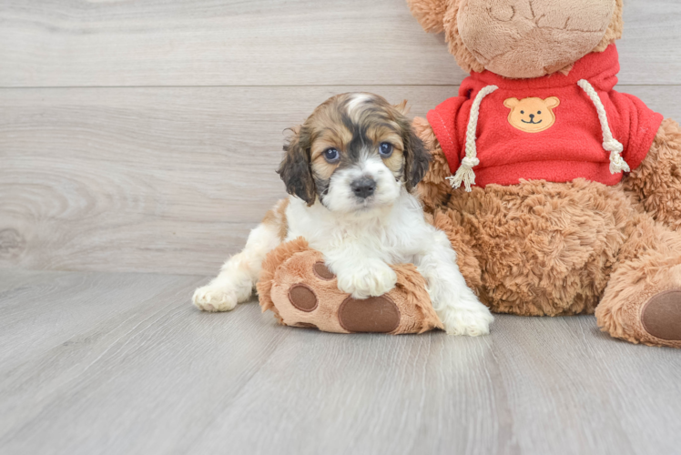 Cockapoo Puppy for Adoption