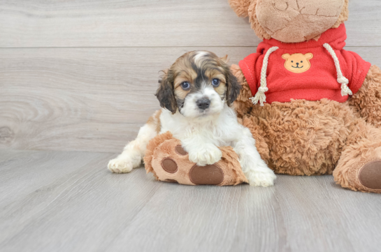 Cockapoo Puppy for Adoption
