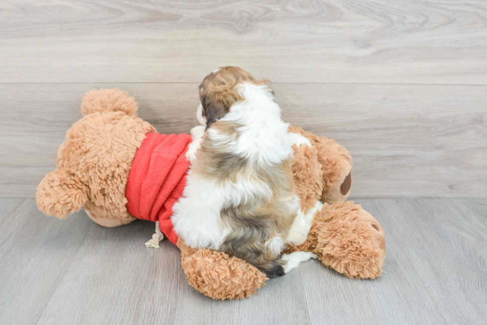 Energetic Cockerpoo Poodle Mix Puppy