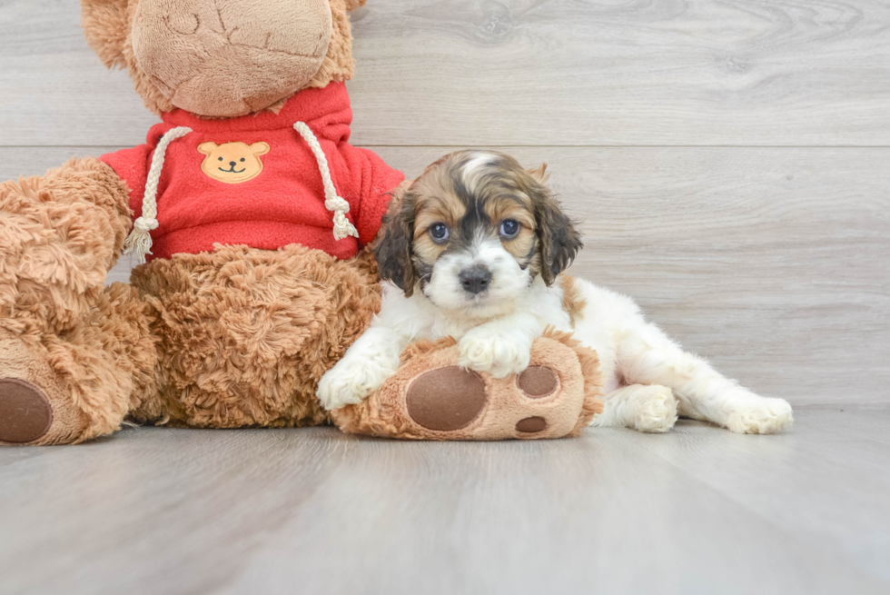 Cockapoo Puppy for Adoption