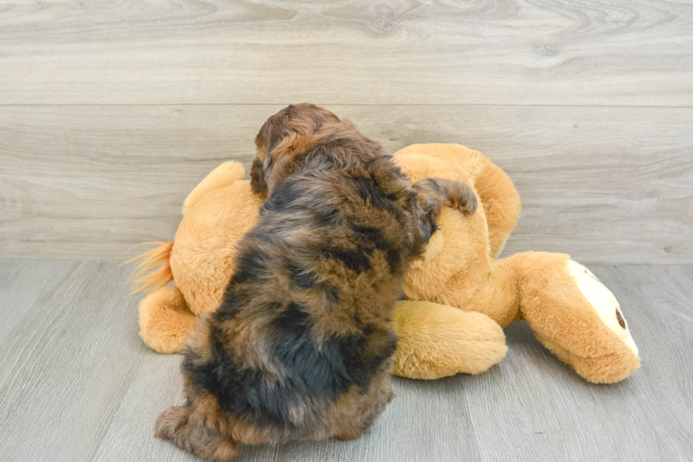 Cockapoo Pup Being Cute