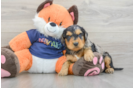 Best Cockapoo Baby