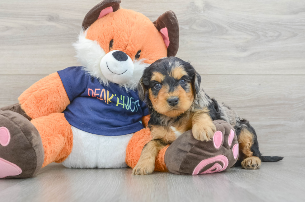 5 week old Cockapoo Puppy For Sale - Puppy Love PR