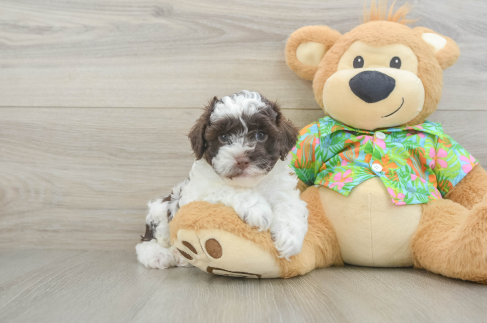 5 week old Cockapoo Puppy For Sale - Puppy Love PR