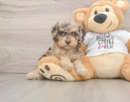 8 week old Cockapoo Puppy For Sale - Puppy Love PR