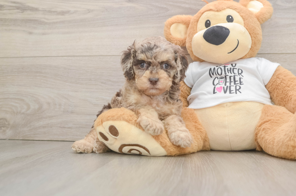 6 week old Cockapoo Puppy For Sale - Puppy Love PR