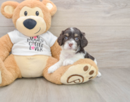 7 week old Cockapoo Puppy For Sale - Puppy Love PR