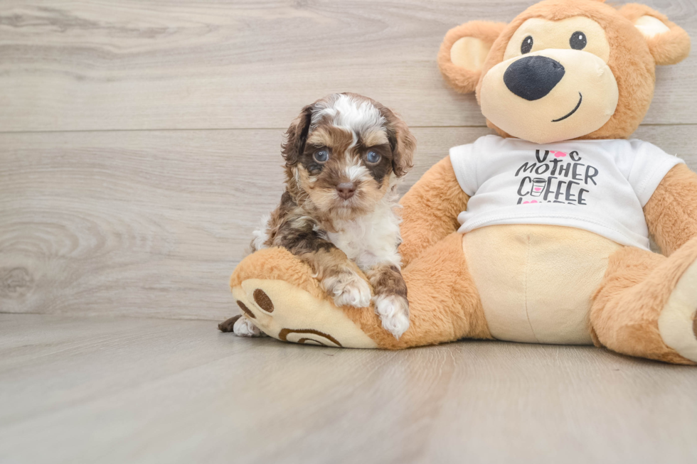 Fluffy Cockapoo Poodle Mix Pup