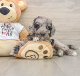 5 week old Cockapoo Puppy For Sale - Puppy Love PR