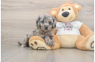 Cockapoo Puppy for Adoption