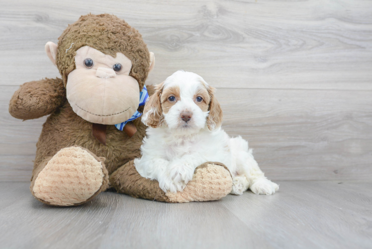 Cute Cockerpoo Poodle Mix Puppy