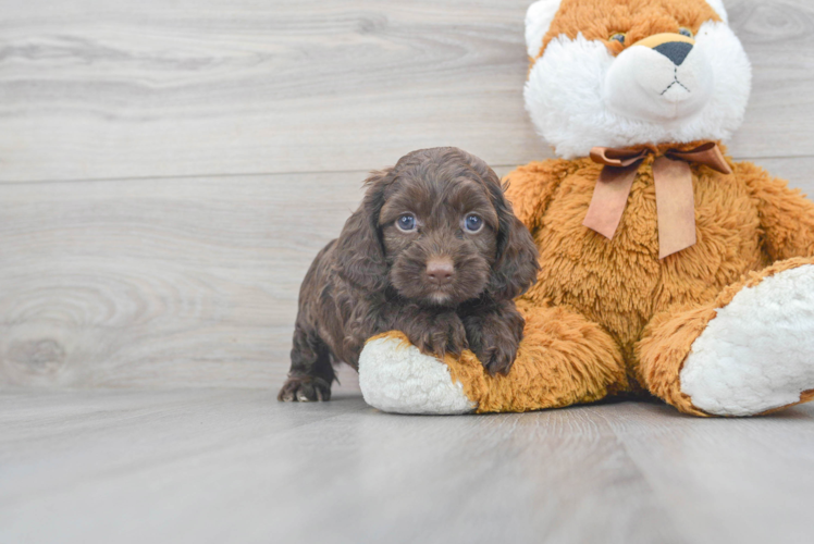 Meet Genesis - our Cockapoo Puppy Photo 1/3 - Puppy Love PR Cockapoo Puppy for Adoption