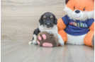 Cockapoo Puppy for Adoption