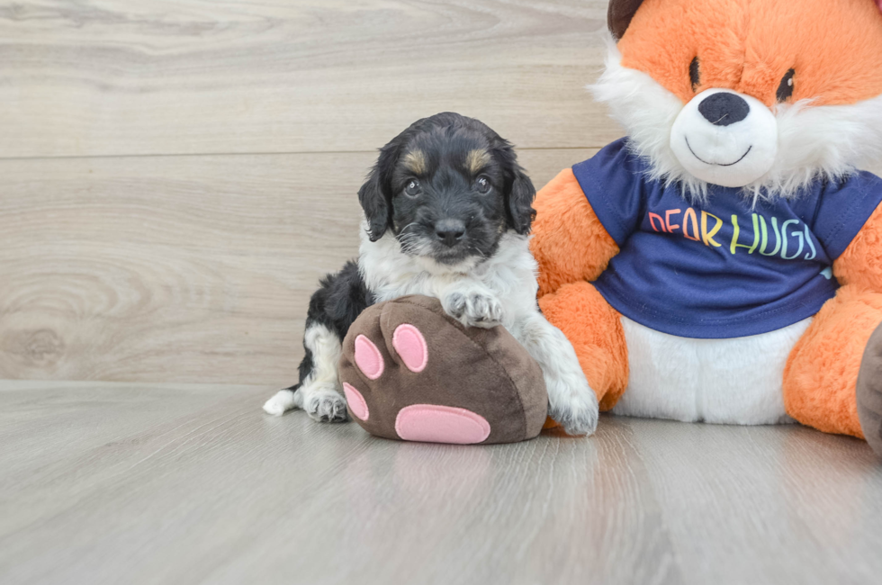 5 week old Cockapoo Puppy For Sale - Puppy Love PR