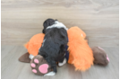 Happy Cockapoo Baby