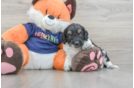 Cockapoo Pup Being Cute