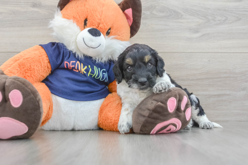Cockapoo Pup Being Cute