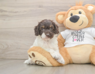 8 week old Cockapoo Puppy For Sale - Puppy Love PR
