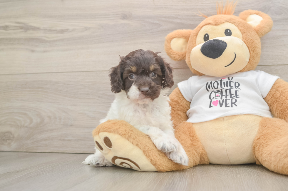 6 week old Cockapoo Puppy For Sale - Puppy Love PR