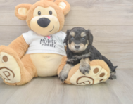 5 week old Cockapoo Puppy For Sale - Puppy Love PR