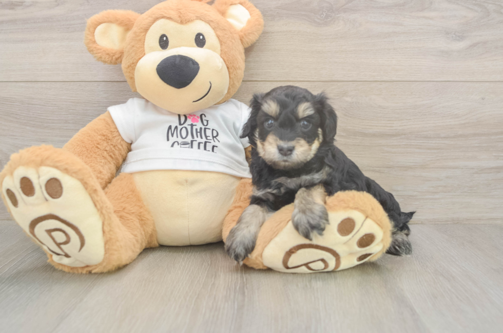 5 week old Cockapoo Puppy For Sale - Puppy Love PR