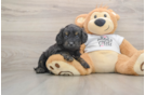 Cockapoo Puppy for Adoption